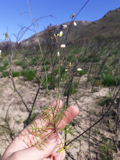 Heliophila concatenata, photographed by Brian du Preez