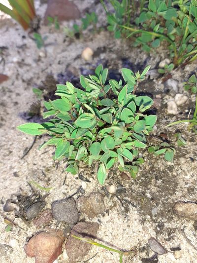 Indigofera stokoei, photographed by Brian du Preez