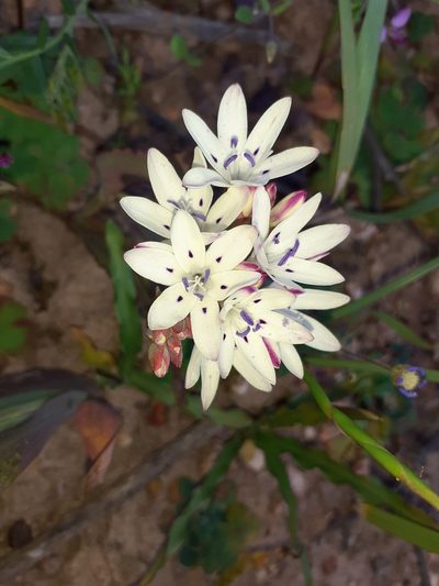 Codonorhiza fastigiata, photographed by Brian du Preez