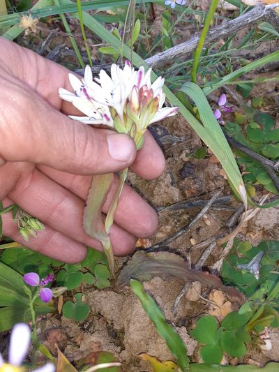 Codonorhiza fastigiata, photographed by Brian du Preez