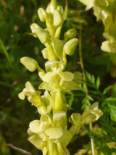 Pterygodium volucris, photographed by Brian du Preez