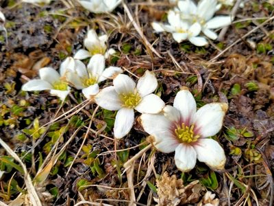 Psychrophila obtusa, photographed by John Barkla