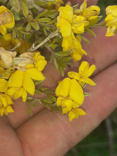 Polhillia ignota, photographed by Brian du Preez