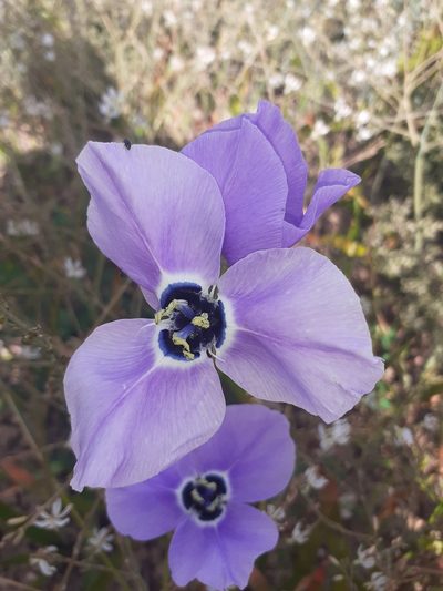Moraea gigandra, photographed by Brian du Preez