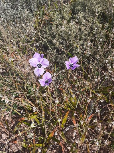 Moraea gigandra, photographed by Brian du Preez