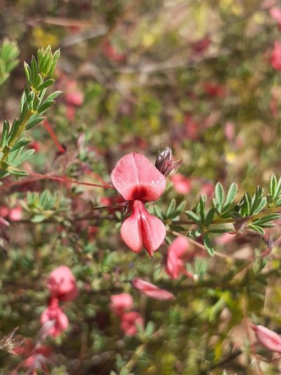 Indigofera dillwynioides, photographed by Brian du Preez