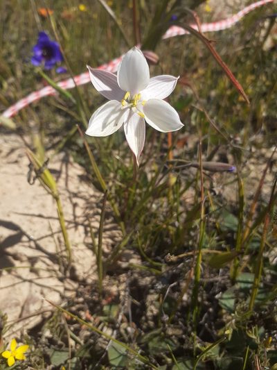 Cyanella alba, photographed by Brian du Preez
