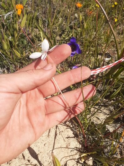 Cyanella alba, photographed by Brian du Preez