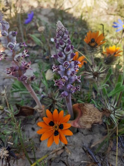 Lachenalia suaveolens, photographed by Brian du Preez