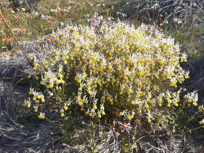 Nemesia cheiranthus, photographed by Brian du Preez