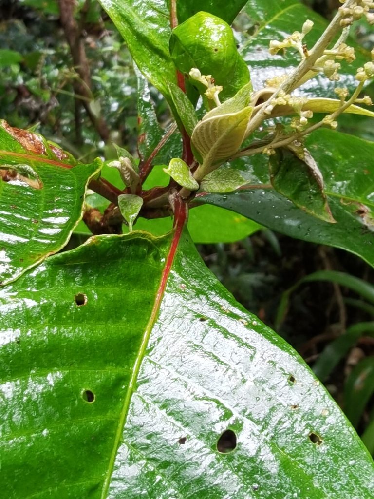 Arachnothryx buddleioides, photographed by Eduardo Chacón Madrigal