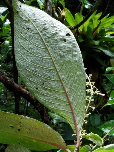 Arachnothryx buddleioides, photographed by Eduardo Chacón Madrigal