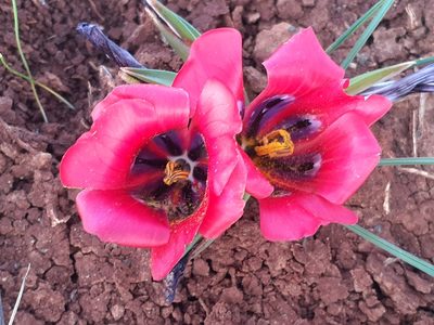 Romulea monadelpha, photographed by Brian du Preez