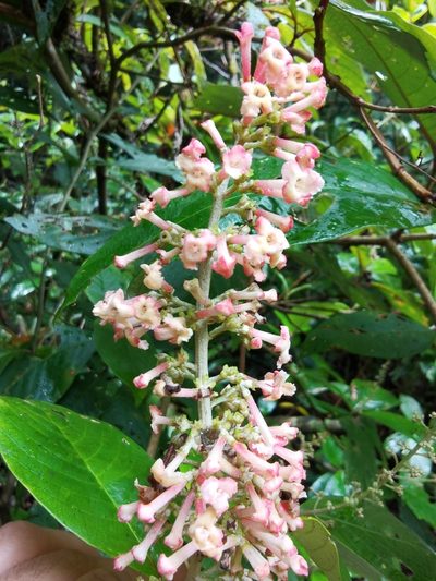 Arachnothryx buddleioides, photographed by Eduardo Chacón Madrigal