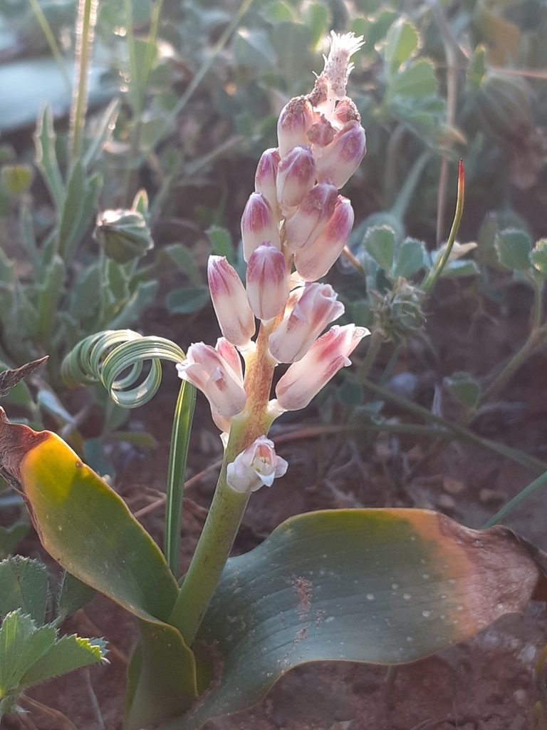 Lachenalia alba, photographed by Brian du Preez
