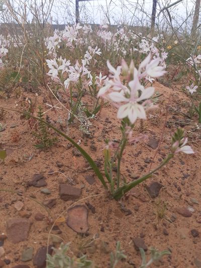Lapeirousia divaricata, photographed by Brian du Preez