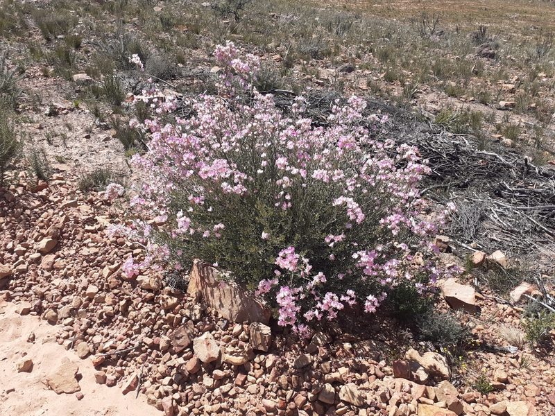 Podalyria leipoldtii, photographed by Brian du Preez