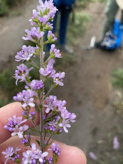 Selago burchellii, photographed by Dave U