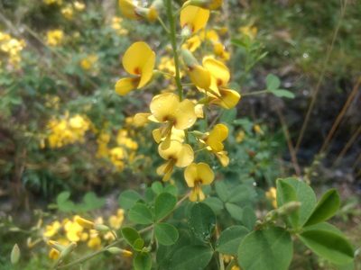Goodia lotifolia, photographed by Elspeth Swan