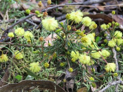 Acacia aculeatissima, photographed by Elspeth Swan