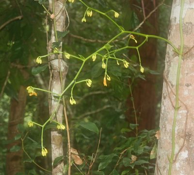 Pseudovanilla foliata, photographed by Tony Eales