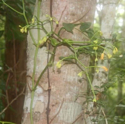 Pseudovanilla foliata, photographed by Tony Eales