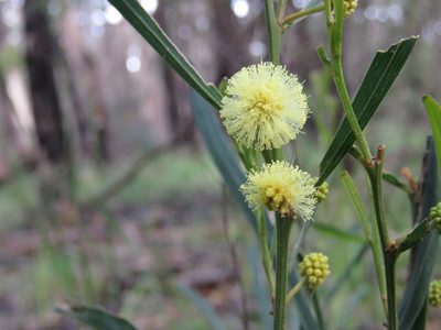 Acacia stricta, photographed by Elspeth Swan