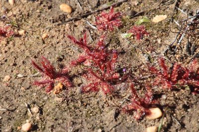 Drosera variegata, photographed by Tony Rebelo