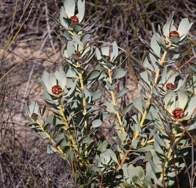 Leucadendron loranthifolium, photographed by Tony Rebelo