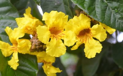 Markhamia lutea, photographed by Ajay