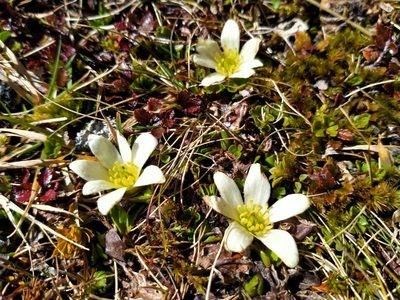 Psychrophila obtusa, photographed by John Barkla