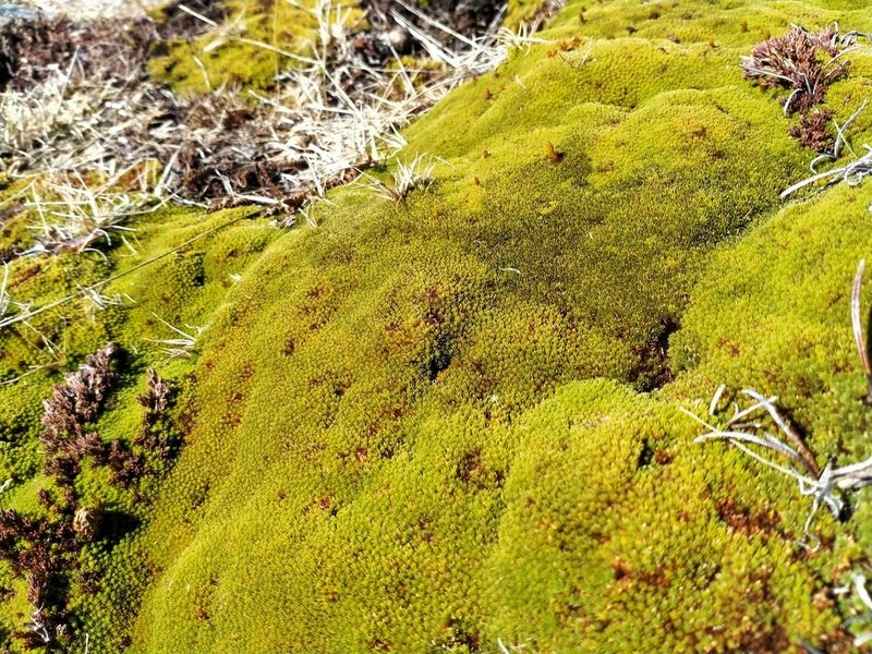 Kelleria childii, photographed by John Barkla