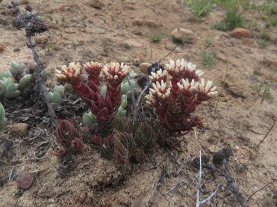Crassula alpestris, photographed by James Deacon