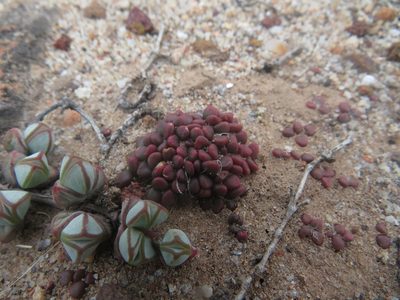 Anacampseros comptonii, photographed by James Deacon