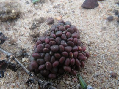Anacampseros comptonii, photographed by James Deacon