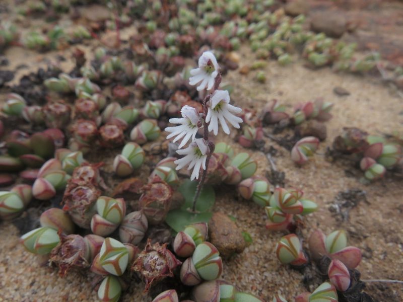 Holothrix aspera, photographed by James Deacon