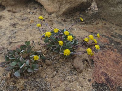 Othonna cacalioides, photographed by James Deacon