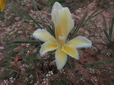 Babiana vanzijliae, photographed by James Deacon