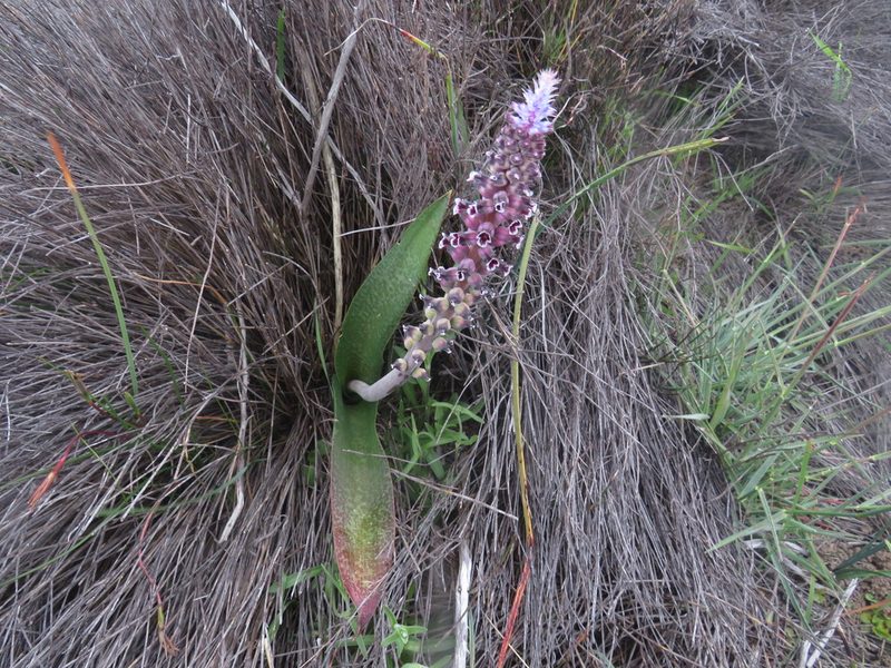 Lachenalia suaveolens, photographed by James Deacon