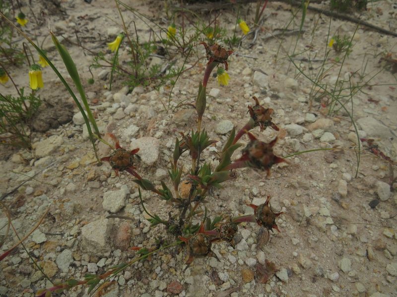 Antimima gracillima, photographed by James Deacon