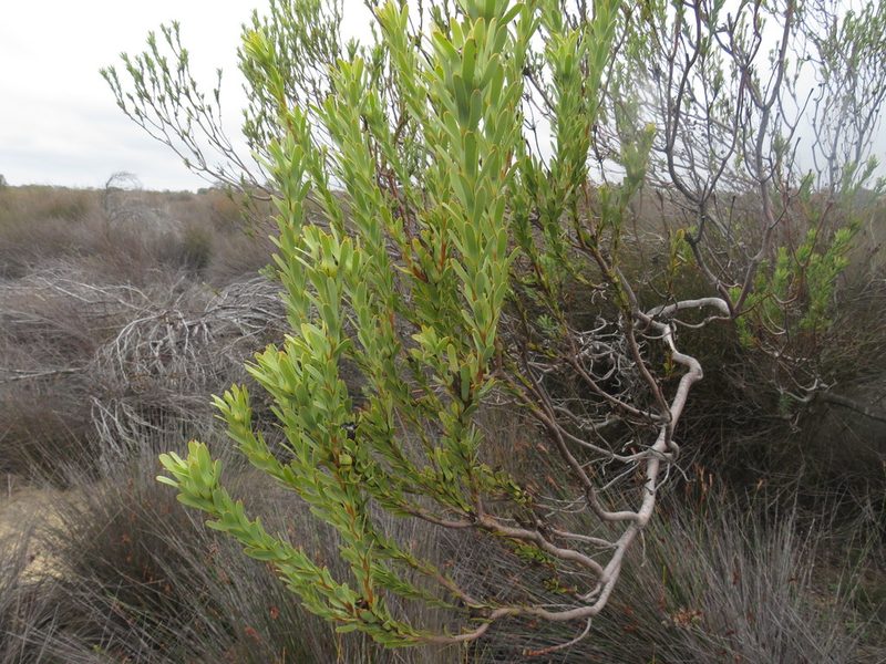 Leucadendron remotum, photographed by James Deacon