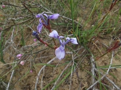 Moraea amabilis, photographed by James Deacon