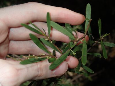 Amyema gaudichaudii, photographed by Thomas Mesaglio