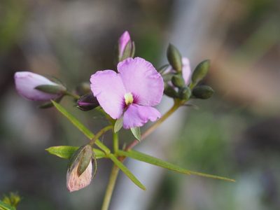 Gompholobium knightianum, photographed by Brett Coulstock