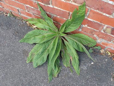 Echium pininana, photographed by Robert H. Wardell