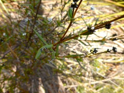 Logania recurva, photographed by Kiri Bee