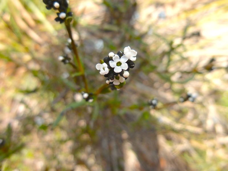 Logania recurva, photographed by Kiri Bee