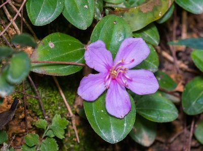 Melastoma dodecandrum, photographed by portioid