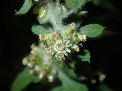 Gamochaeta pensylvanica, photographed by Thomas Mesaglio