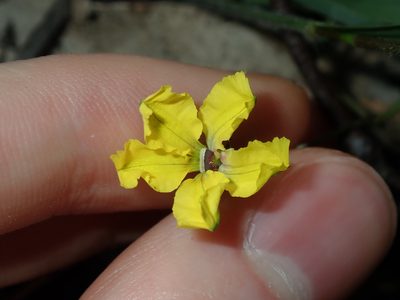 Goodenia hederacea, photographed by Thomas Mesaglio